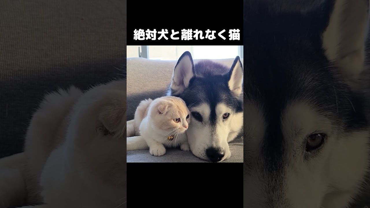 犬を親だと思ってる猫はこうなります...#shots