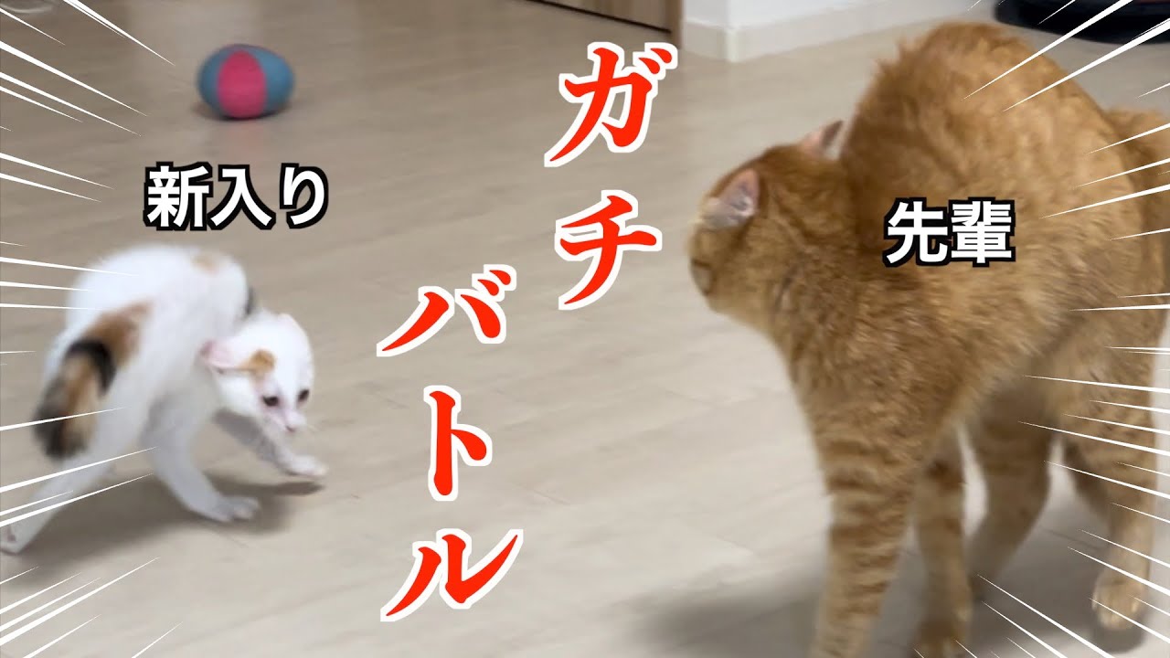 調子に乗ってる子猫にとうとう先輩が反撃開始！？