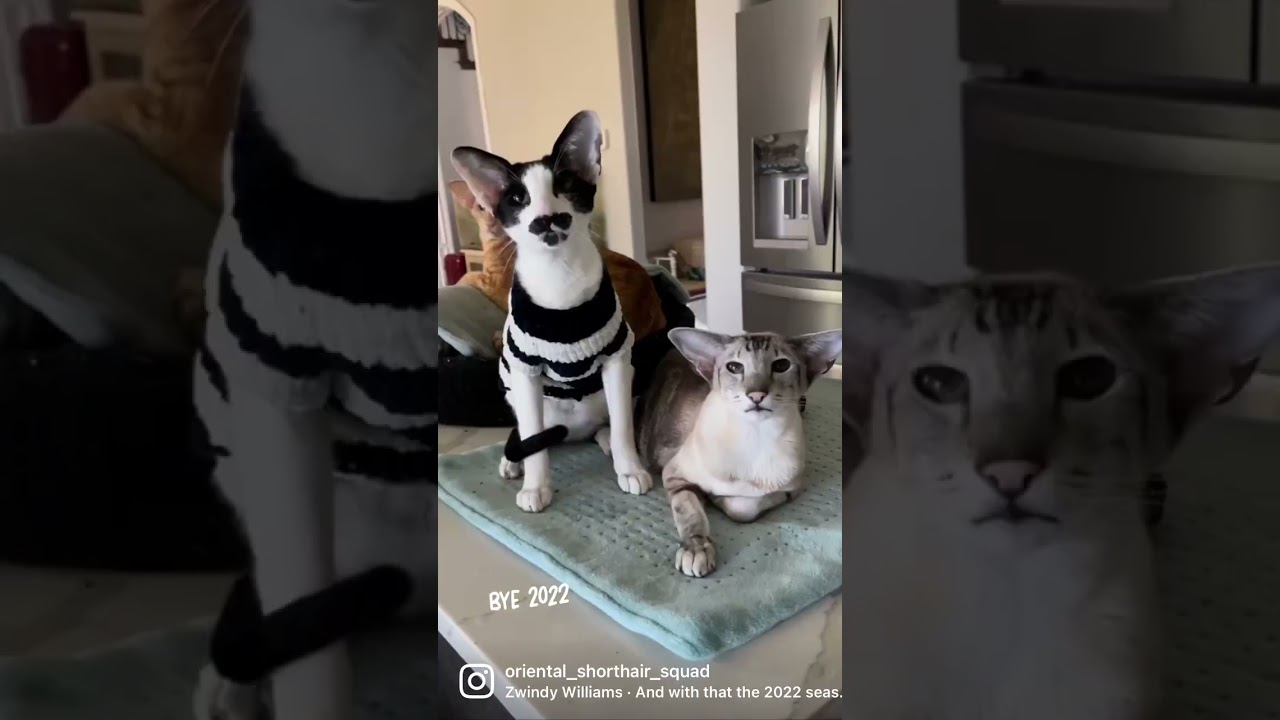 Oriental Shorthair cats and Peterbald cat wrap up 2022