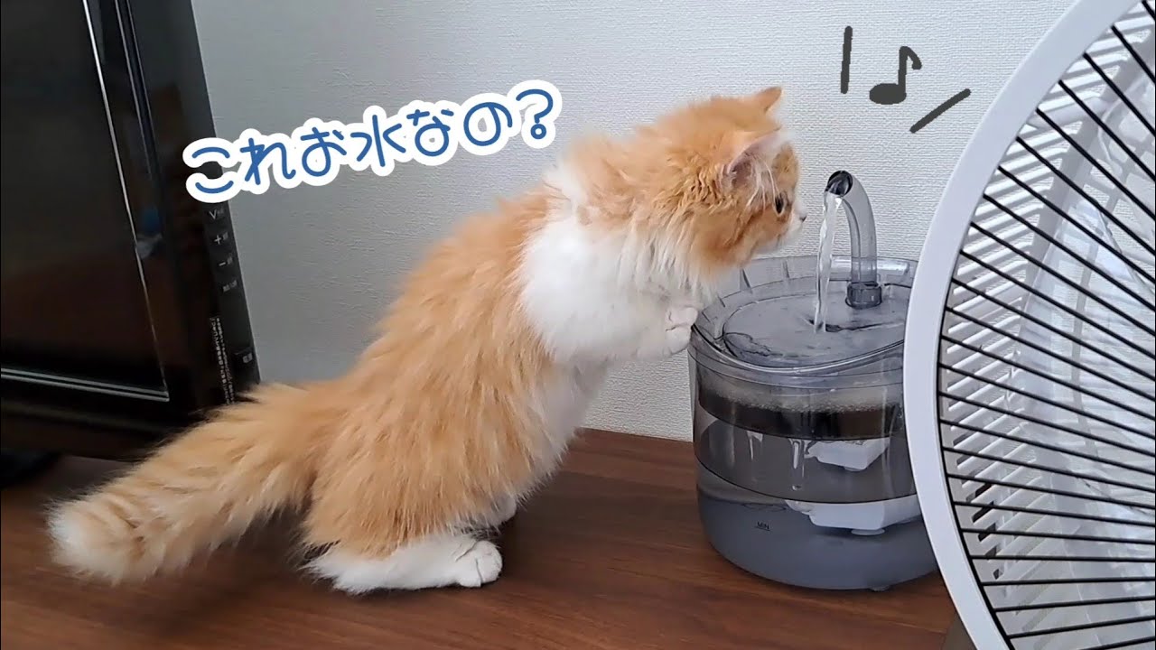 【猫のマンチカン兄弟】初めて自動給水器からお水を飲む子猫が可愛い