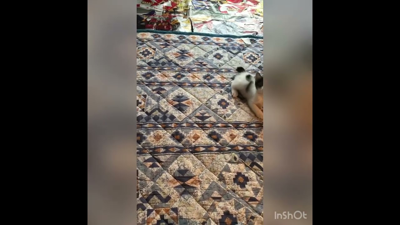 うちにきたばかりの子猫「初めての狩の練習にゃ」