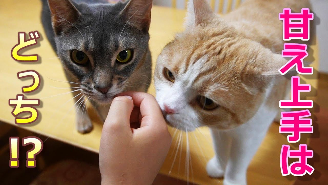 次女に大好きアピール!!それぞれの愛情表現をする猫が愛おしい【スコティッシュフォールド】【アビシニアン】
