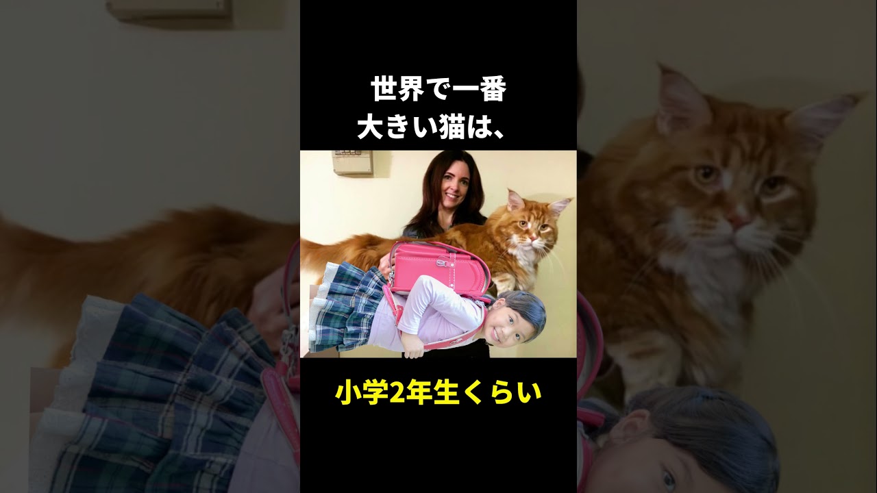猫って不思議すぎるww #shorts