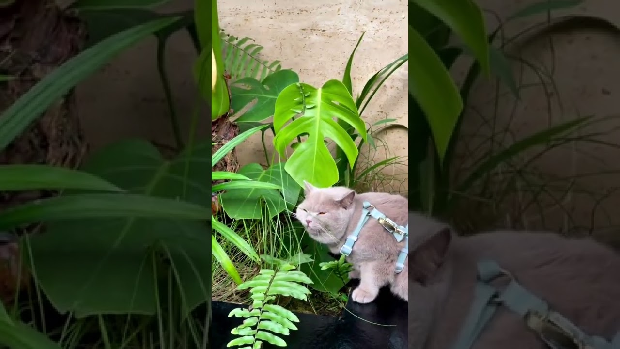 Beautiful brown cat #shorts #trendingshorts