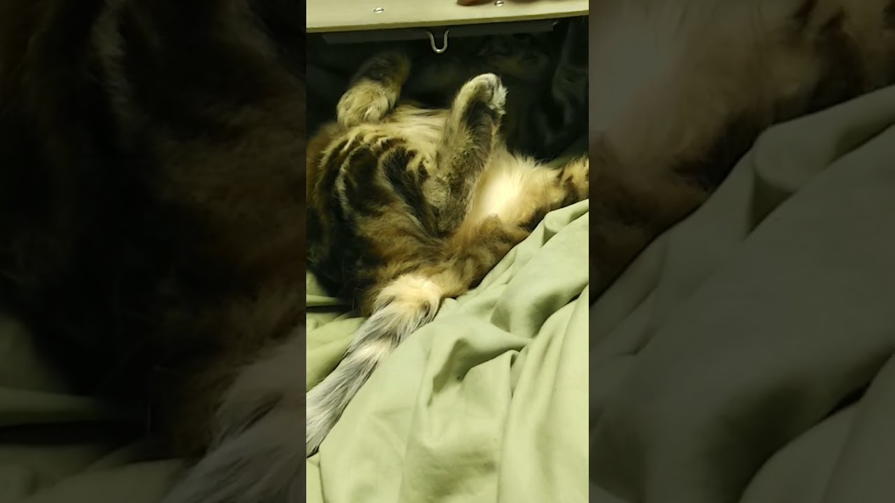 ヤスと戯れるサイベリアン子猫