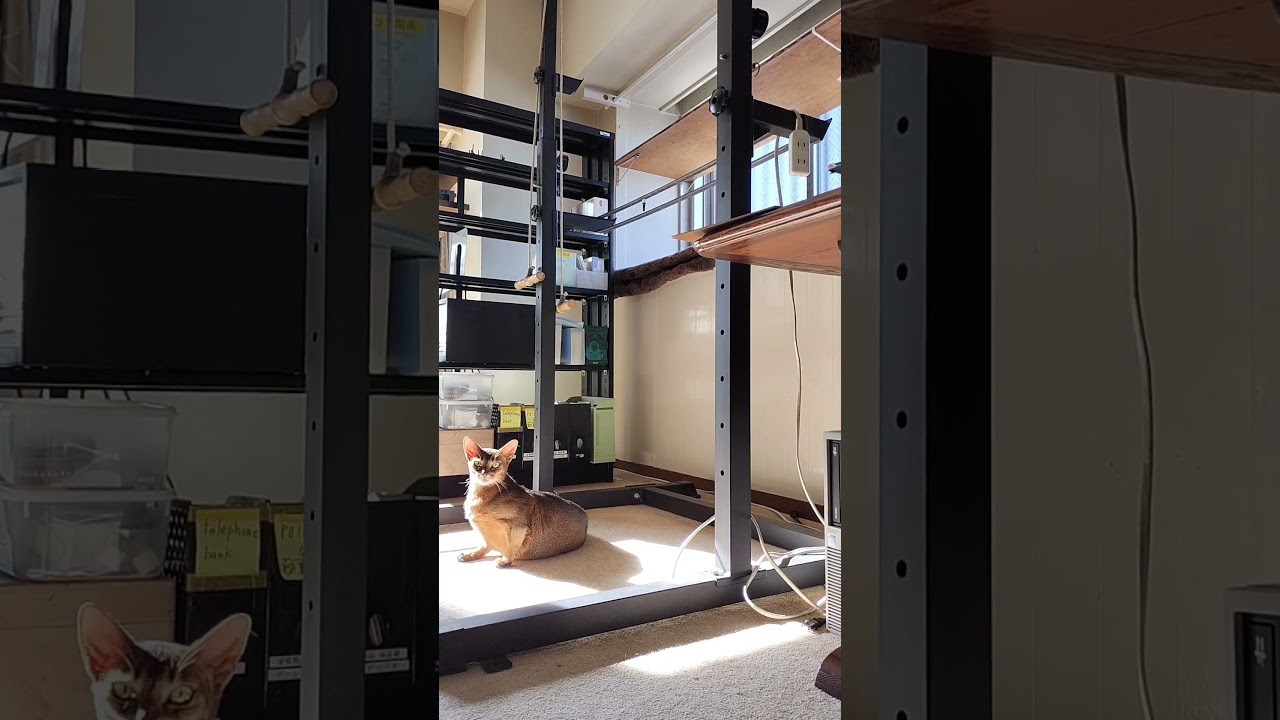 ネコ動画あび＃1512　#shorts　あびの毎日　アビシニアン　あび