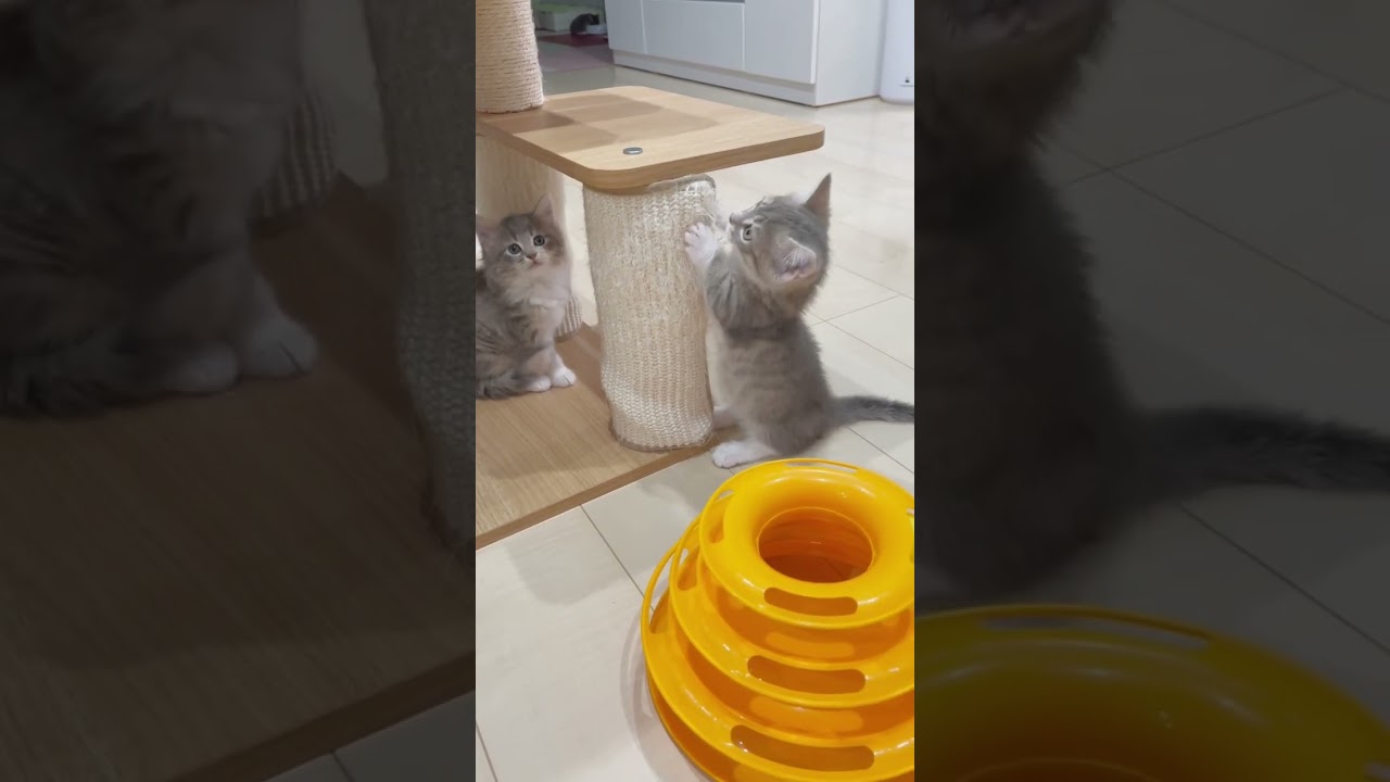 爪とぎできるにゃん🩷  #マンチカン #子猫 #ブリーダー直販 #猫 #猫のいる暮らし #ミヌエット #子猫販売 #ラパーマ #スクーカム #猫動画