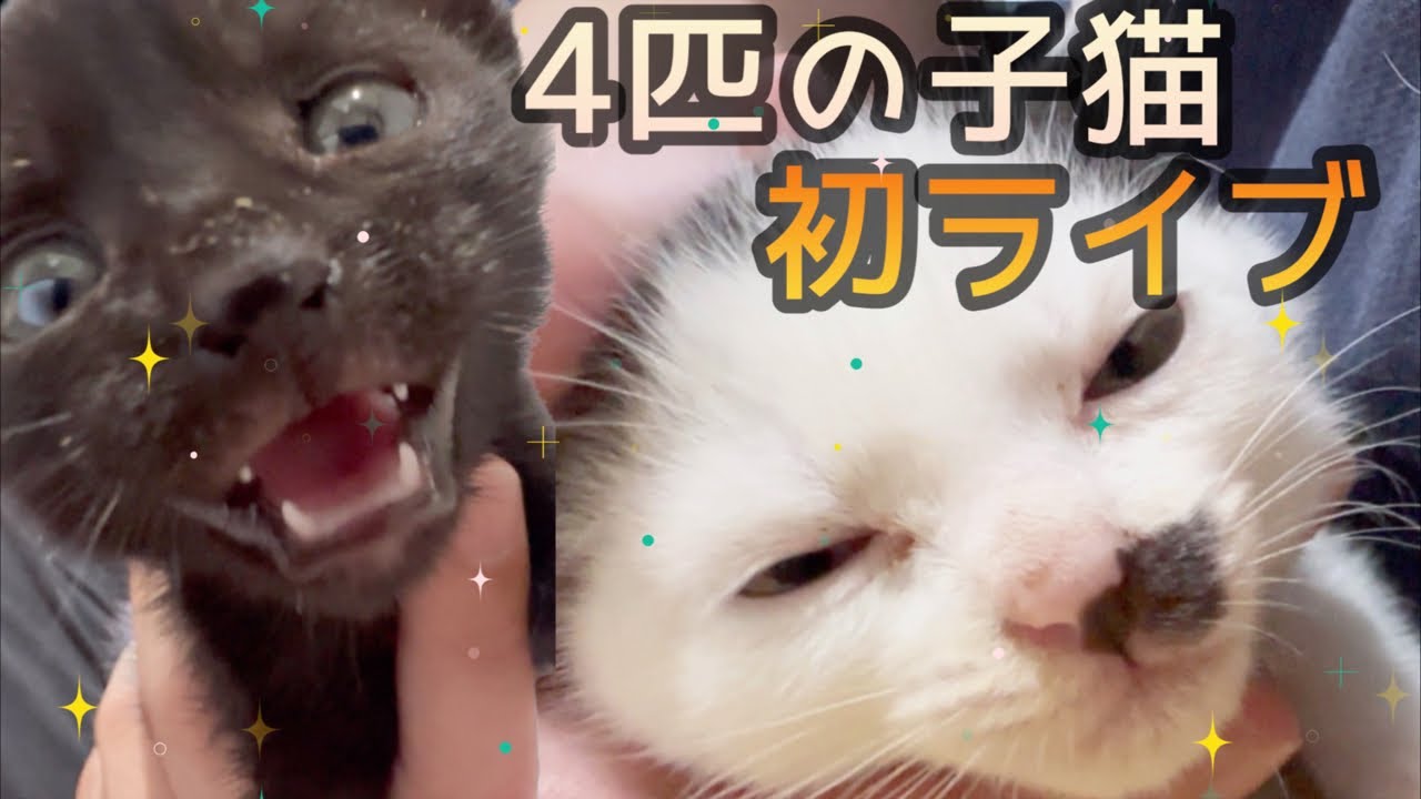 子猫が来て1週間！どれだけ成長したか、体重測ってみよう生ライブ