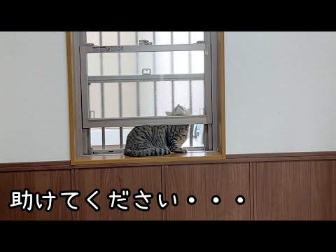 我が家の猫が、このまま動かなくなってしまいました