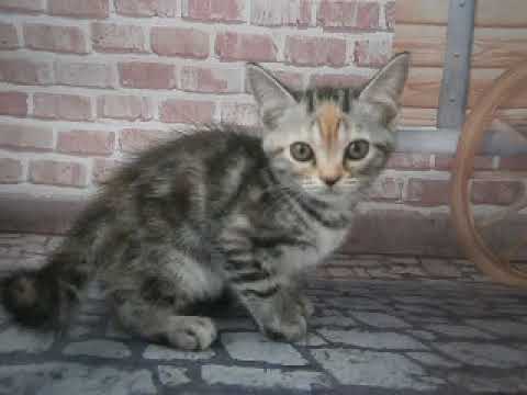 633570 アメリカンショートヘアー