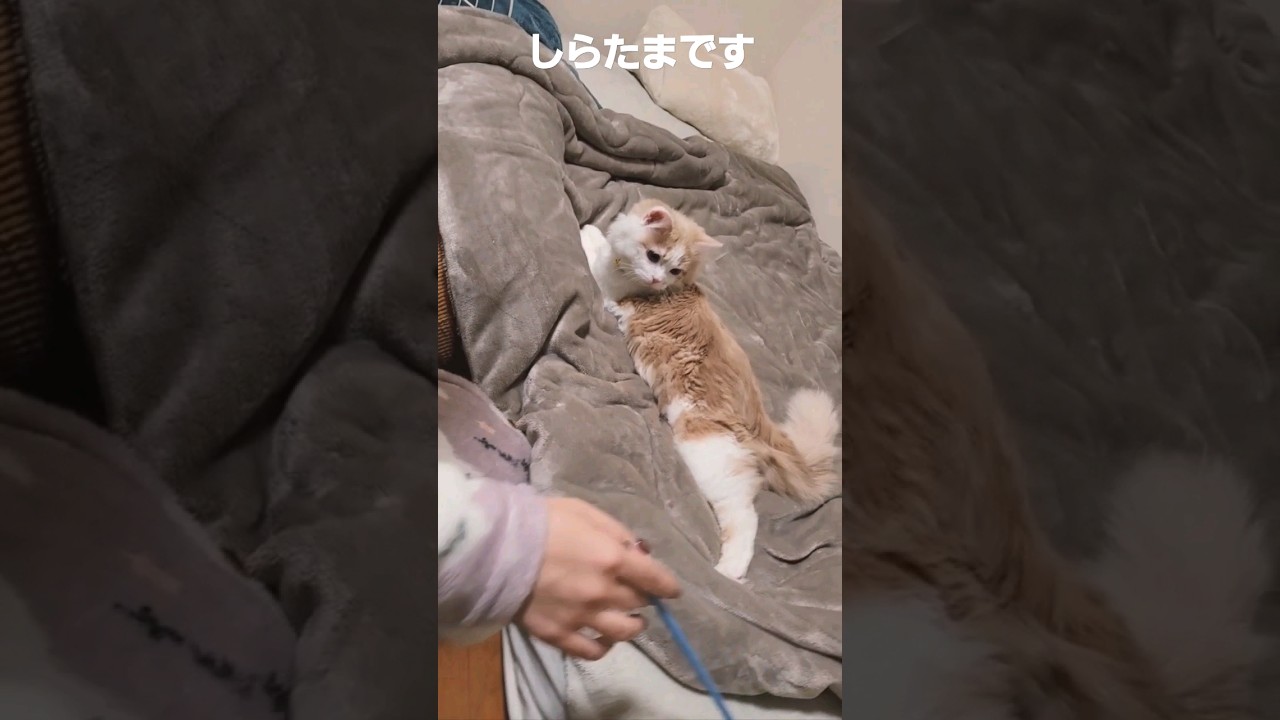 【子猫】ラガマフィンのおしりフリフリ#catvideo  #ラガマフィン#shorts