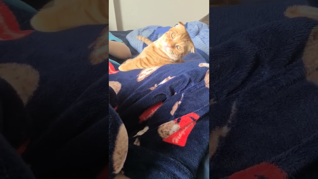 グラビアポーズを決める猫【コモドンの観察日記】 #キンカロー #猫 #cat