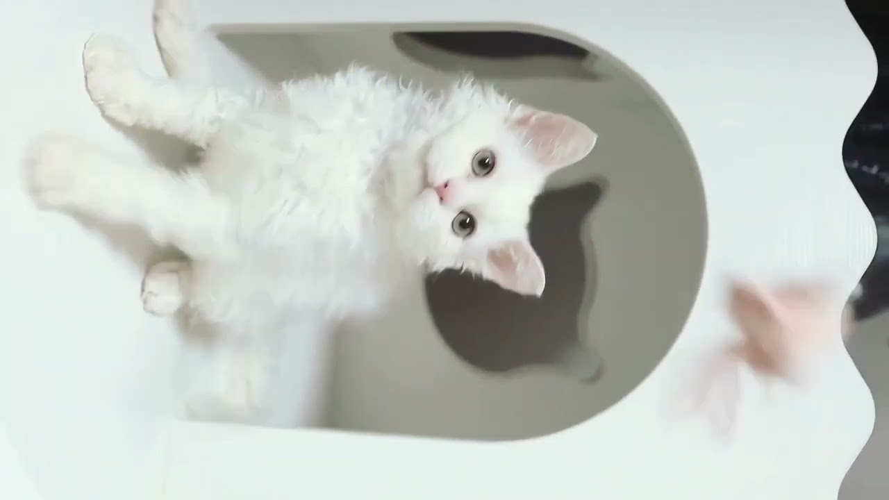 セルカークレックス かっこいい男