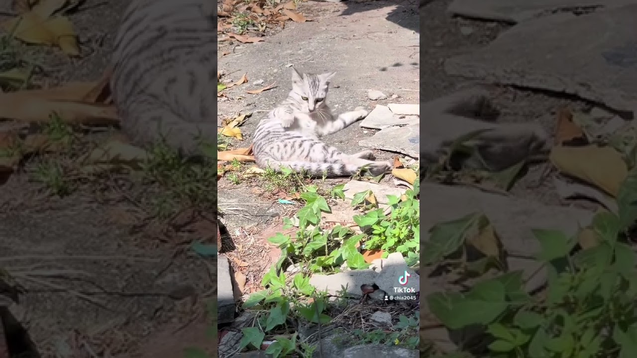 拍銀貓｜A silver cats【喵有事】