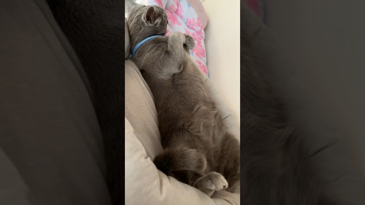 寝てる間に爪切りたい😀#shorts #cat #ねこ #ロシアンブルー