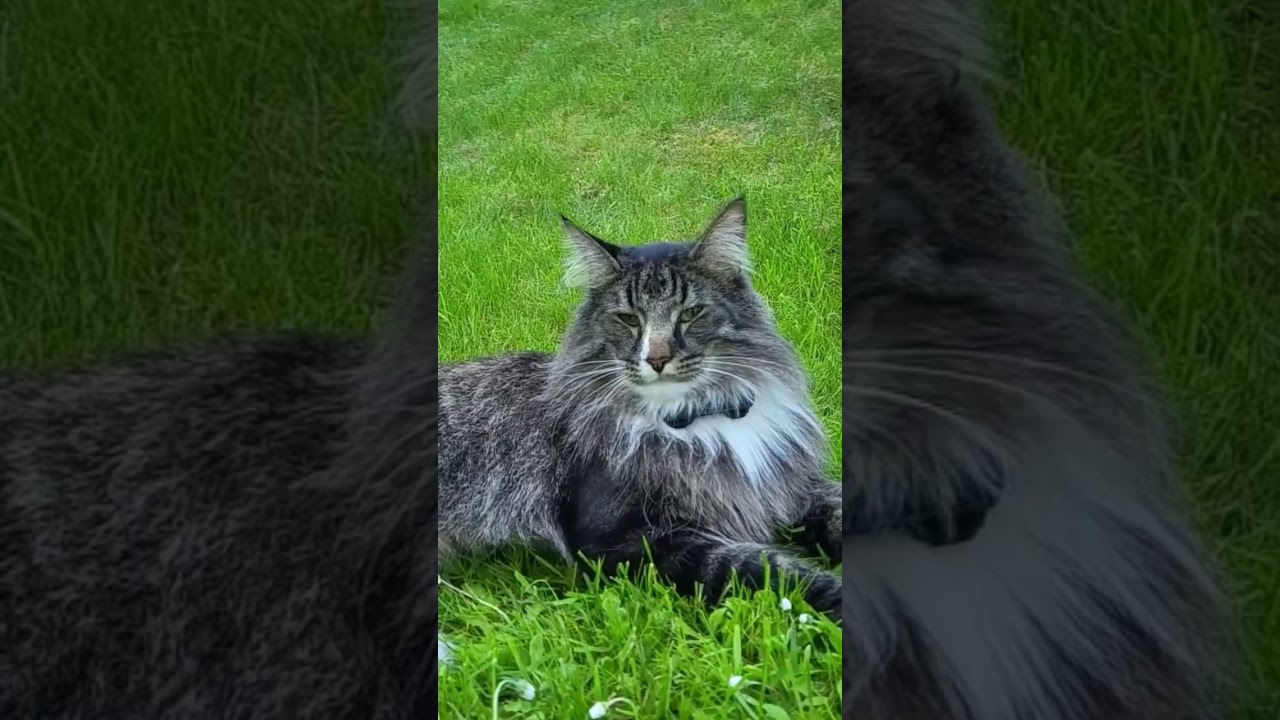 most interesting cat #cat #animalcat #nature #forestcat #animal #funny #funnyvideos