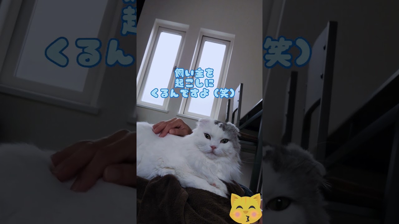 甘えん坊 猫😸#shorts #スコティッシュフォールド #猫