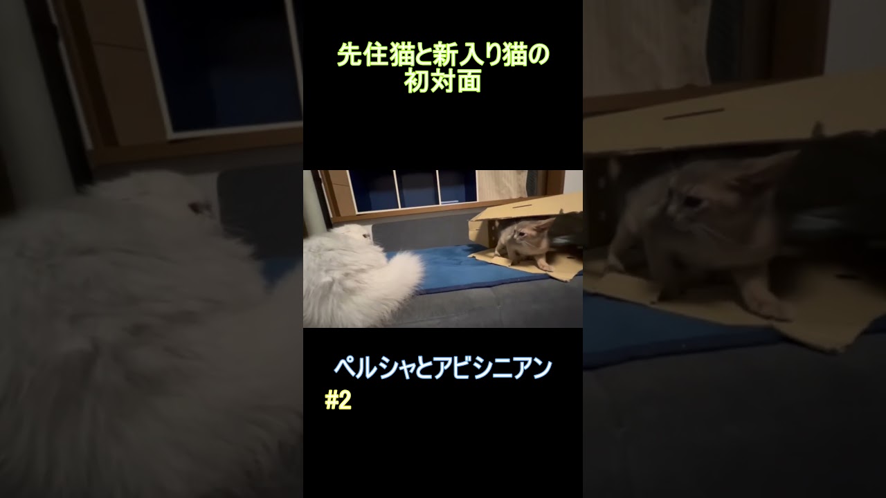先住猫と新入り猫の初対面 ペルシャとアビシニアン #2 #shorts