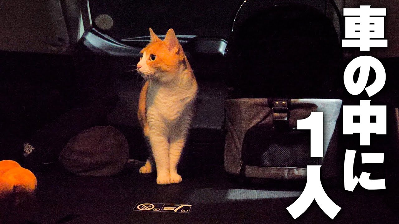 猫が散歩に行きたいと言ってきたので一緒に深夜のスーパーへお買い物に行ってきました。