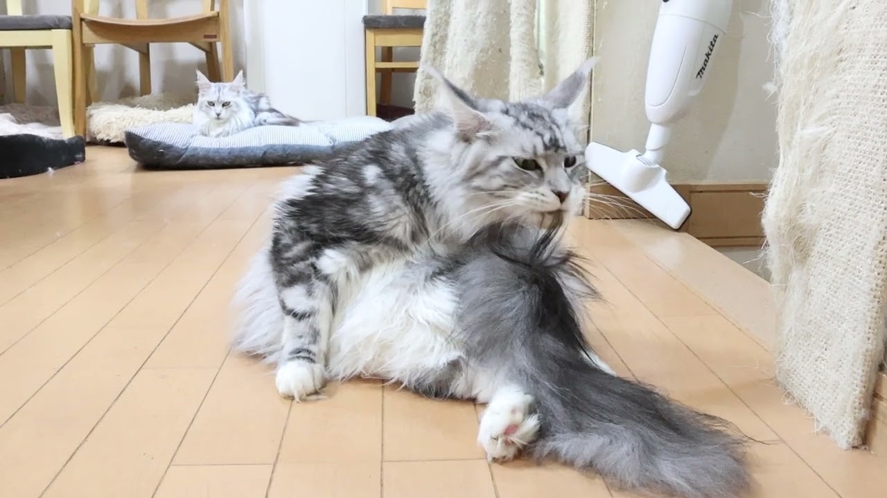 シルバーのメインクーン姉妹グルーミング