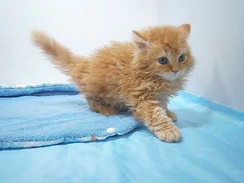 Coo&RIKU　No489607　セルカークレックス