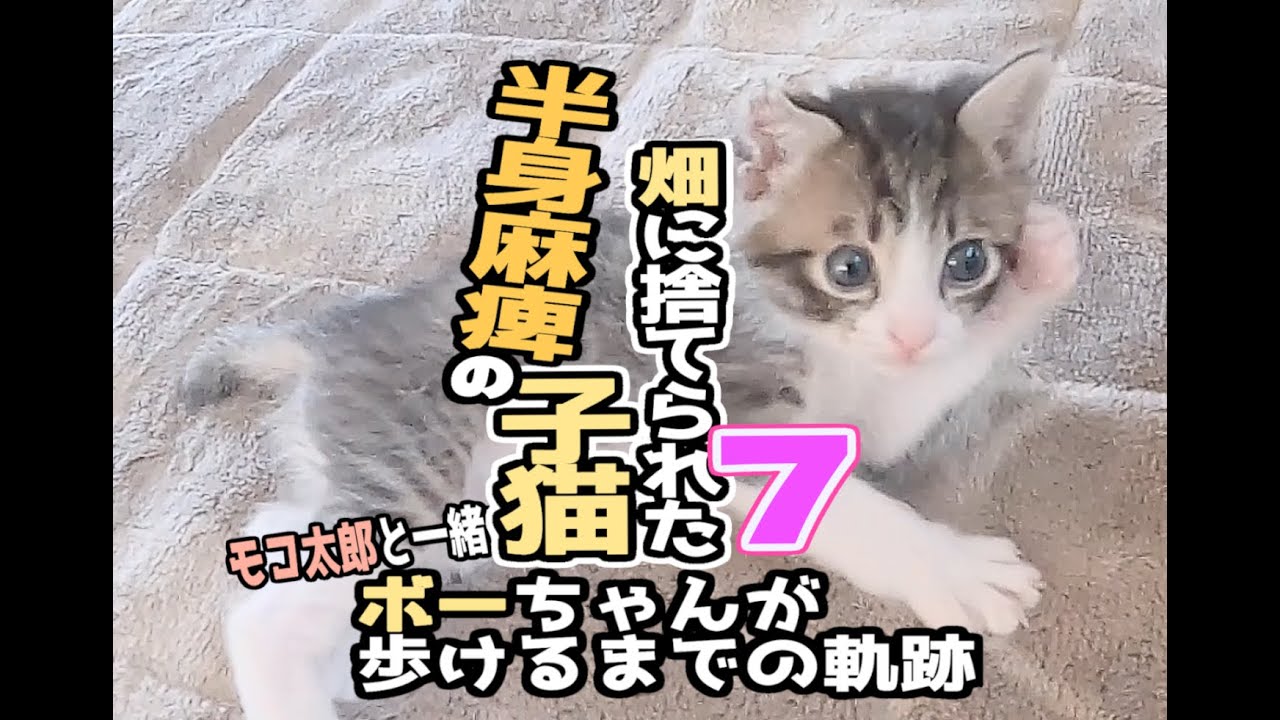 【畑に捨てられた子猫のその後】ボーちゃんが歩けるようになるまでの軌跡その７