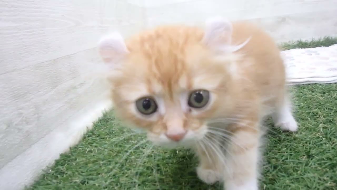 Coo&RIKU　No00638234 アメリカンカール