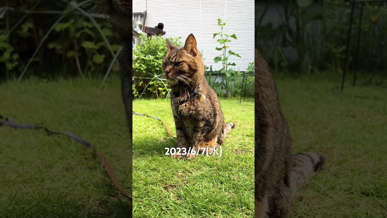 今日も頑張っています#ねこ #ねこ動画 #シニア猫 #shortsvideo #猫闘病中 #shorts #short