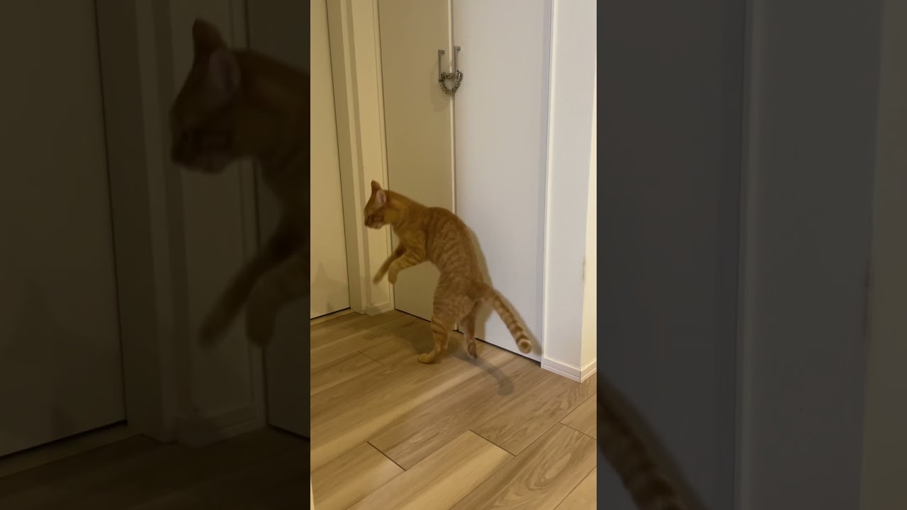 思い通りにならないと文句を言う猫w　#shorts