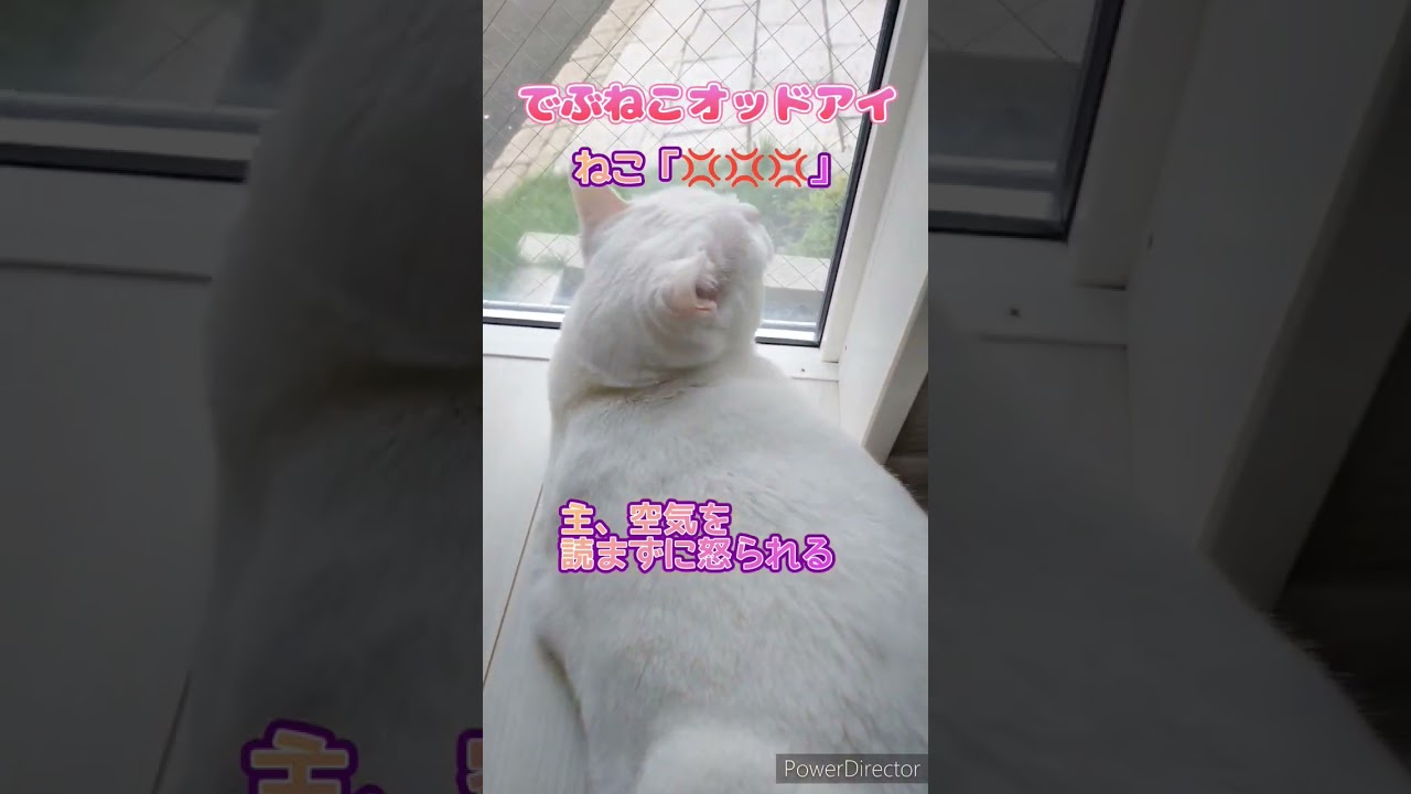【でぶねこオッドアイ】音量最大推奨、主への怒りの声。狩りの時間です(獲物はスズメでした) #猫 #ねこ #白猫 #でぶねこ #デブ #でぶ猫 #オッドアイ #猫のいる暮らし #狩り #怒り #鳴き声
