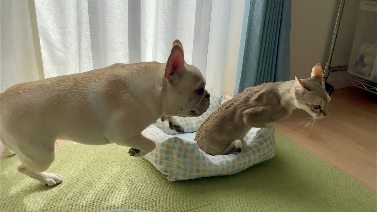 スフィンクスモード猫