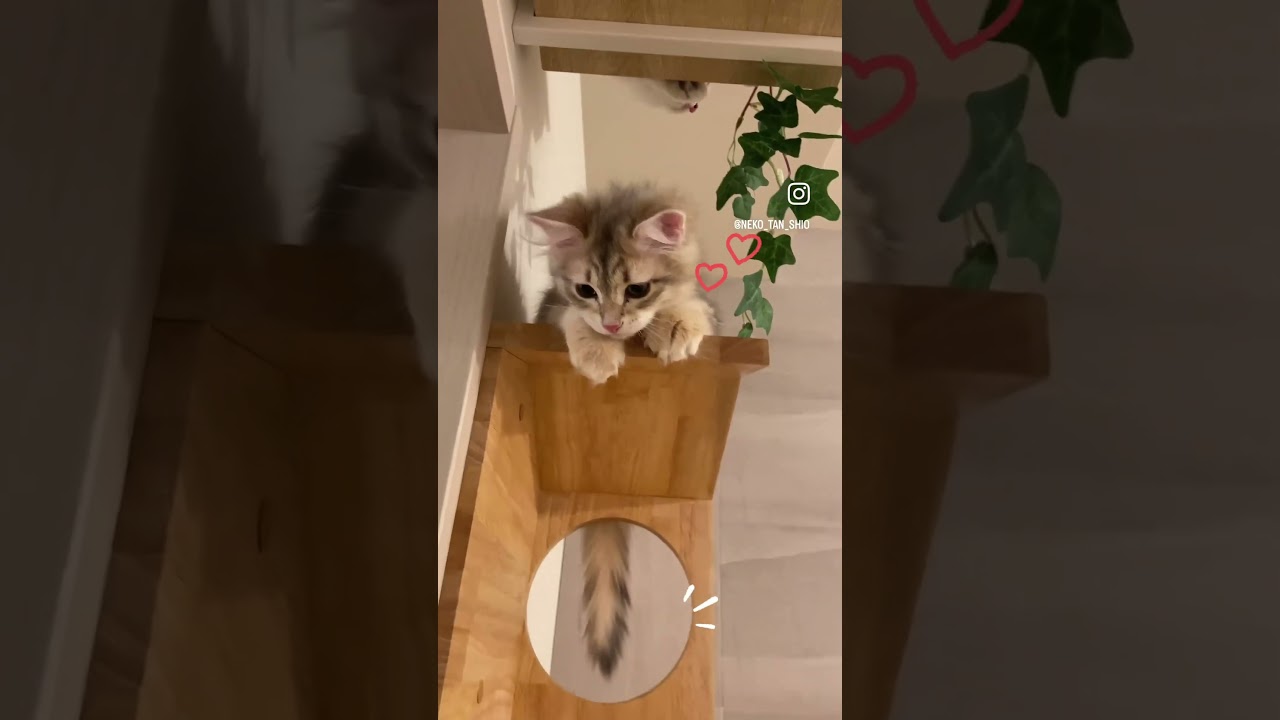 しっぽふりふり #猫たんしおの日常 #cat #kitten #サイベリアン #ねこ #ねこのいる生活 #猫