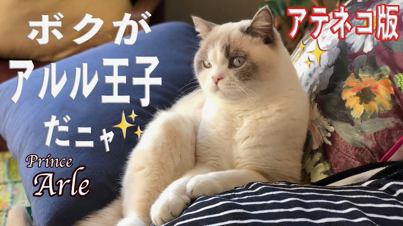 【ブリティッシュショートヘア】ライラックポインテッドカラー💕自己紹介【アテネコ】アテレコ版