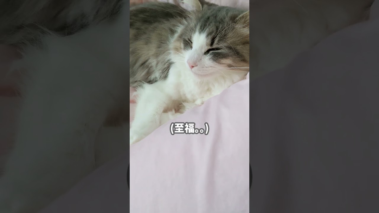 猫。うとうと。しあわせな時間。【ノルウェージャンフォレストキャット】＃Shorts