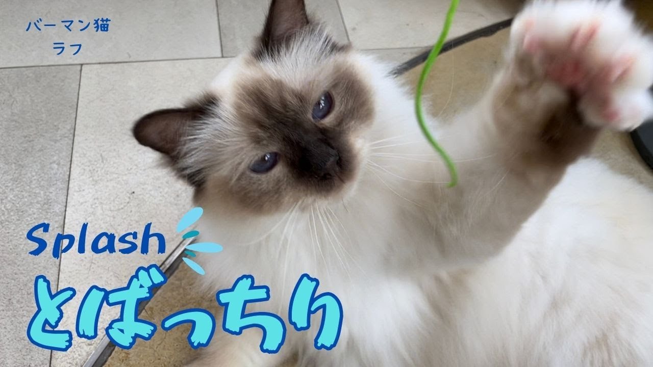 バーマン猫ラフとミカ【とばっちり】Splash（バーマン猫）Birman/Cat