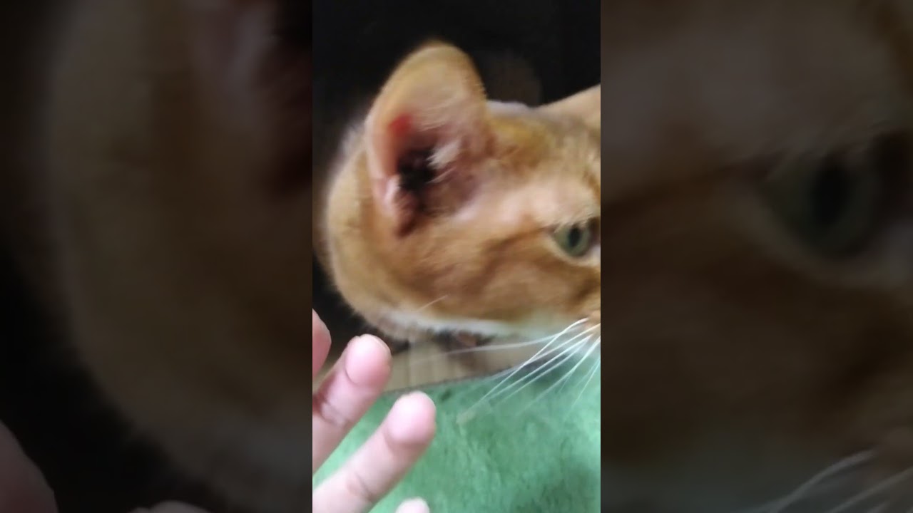 6/24箱入り息子あびにゃん（´・ω・`）#cat #ねこ #猫 #アビシニアン