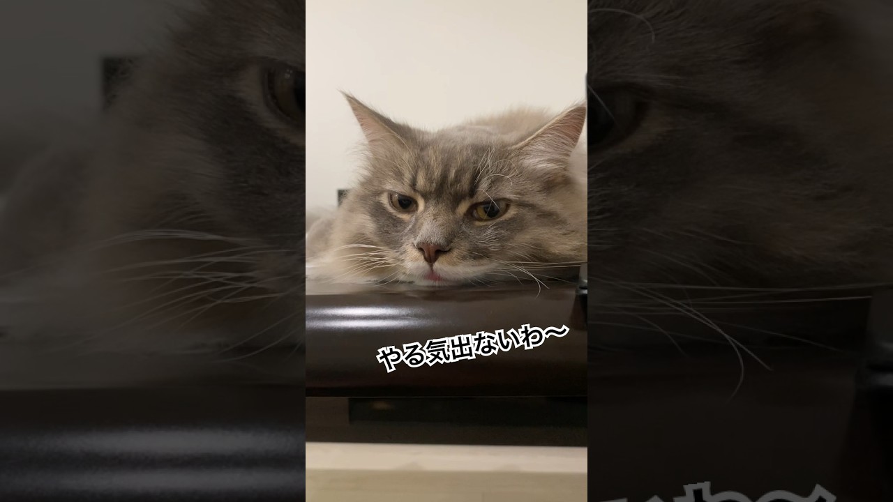 脱力感MAXの猫さん #ねこ動画 #サイベリアン #cat