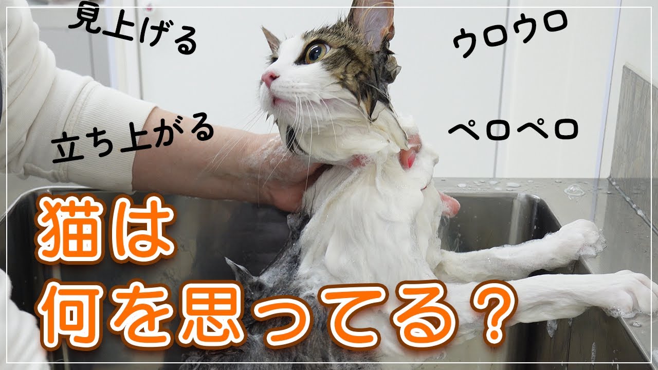 【潤ちゃん】シャンプー中に何を思ってるの？猫の気持ちをプロが徹底解説します【NFC】