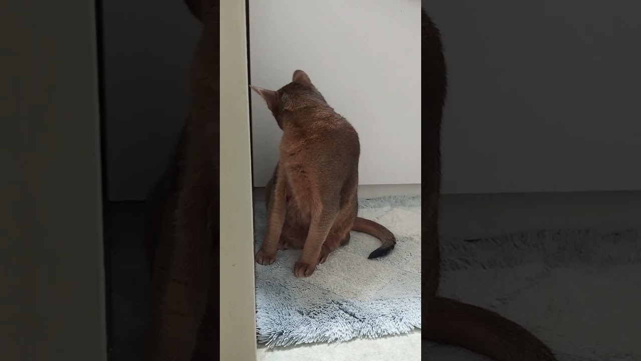 ネコ動画あび＃1557　#shorts　あびの毎日　アビシニアン　あび