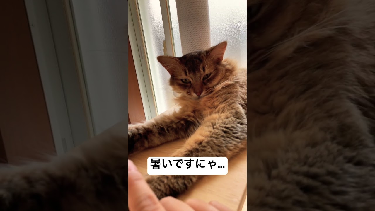 【夏だ】暑そうな猫【溶ける】#猫 #cat #ねこ#ソマリ#溶ける猫#暑そう