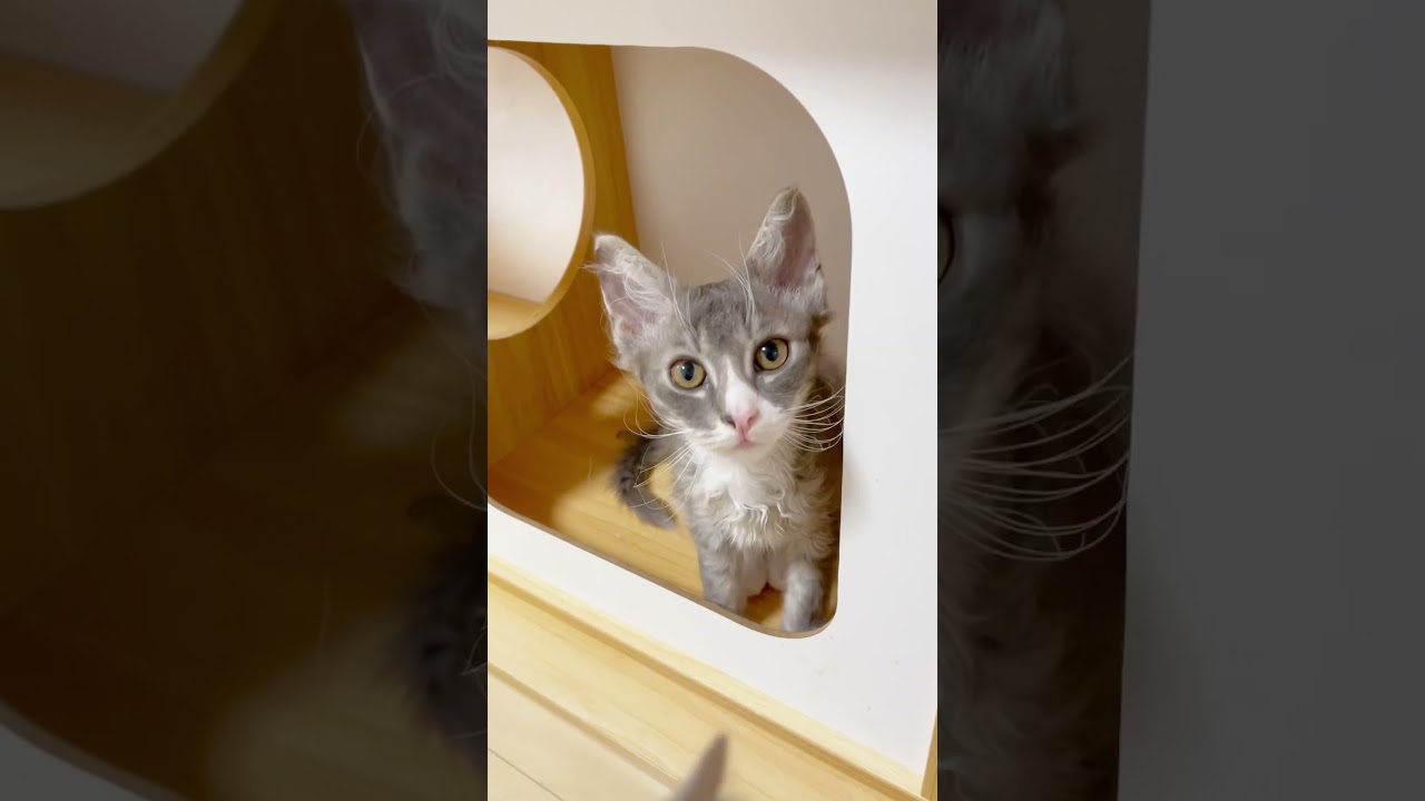 クルクル巻き毛のラパーマ🌀♥️ 【お問合せ詳細は説明欄に記載あります】 #マンチカン #子猫 #ブリーダー直販 #猫 #猫のいる暮らし #ミヌエット #子猫販売 #ラパーマ #スクーカム #猫動画