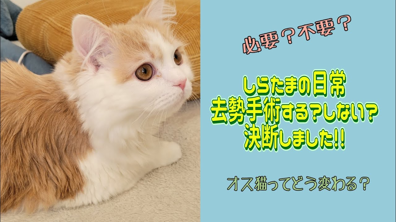 【子猫】ラガマフィンの男の子…去勢手術する？しない？成長に伴う変化に驚きます#ラガマフィン #猫動画 #cat