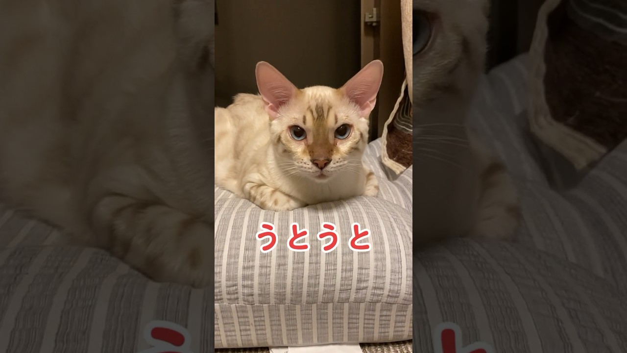【子猫動画】うとうと　ホワイトベンガル　生後5ヶ月！　アイドル 　ベンガル猫　ネコ　ねこ　#cat #bengalcat #ベンガル #bengal #ベンガル猫 #猫 #子猫 #ベンガル子猫