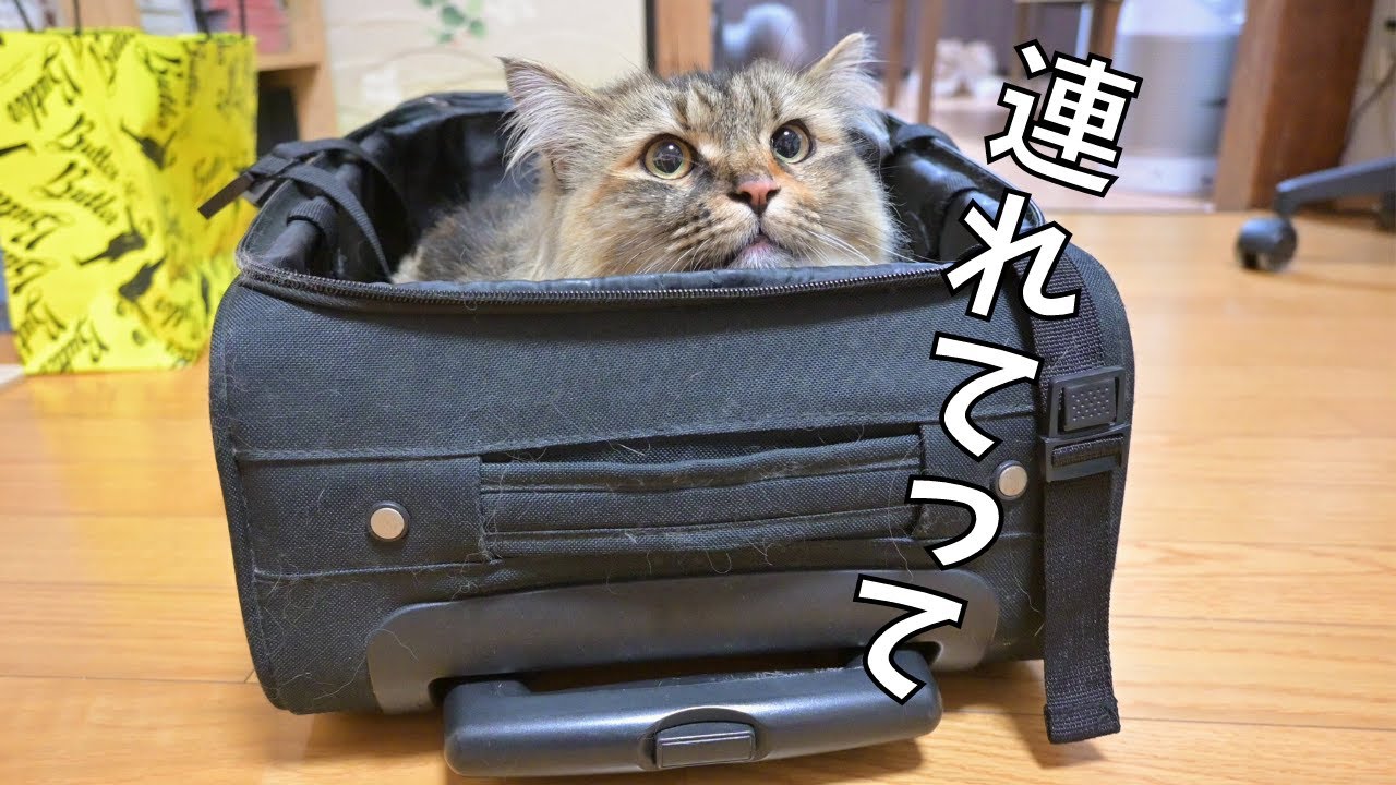【荷造り】自らパッキングされに行く猫たちが可愛い…【サイベリアン】
