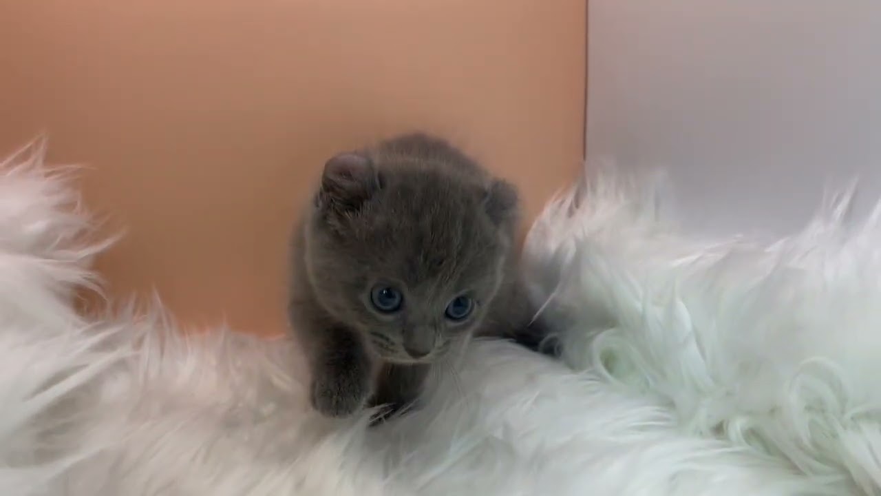 アメリカンカール 【ブルー】アメリカンカール兄妹❣️