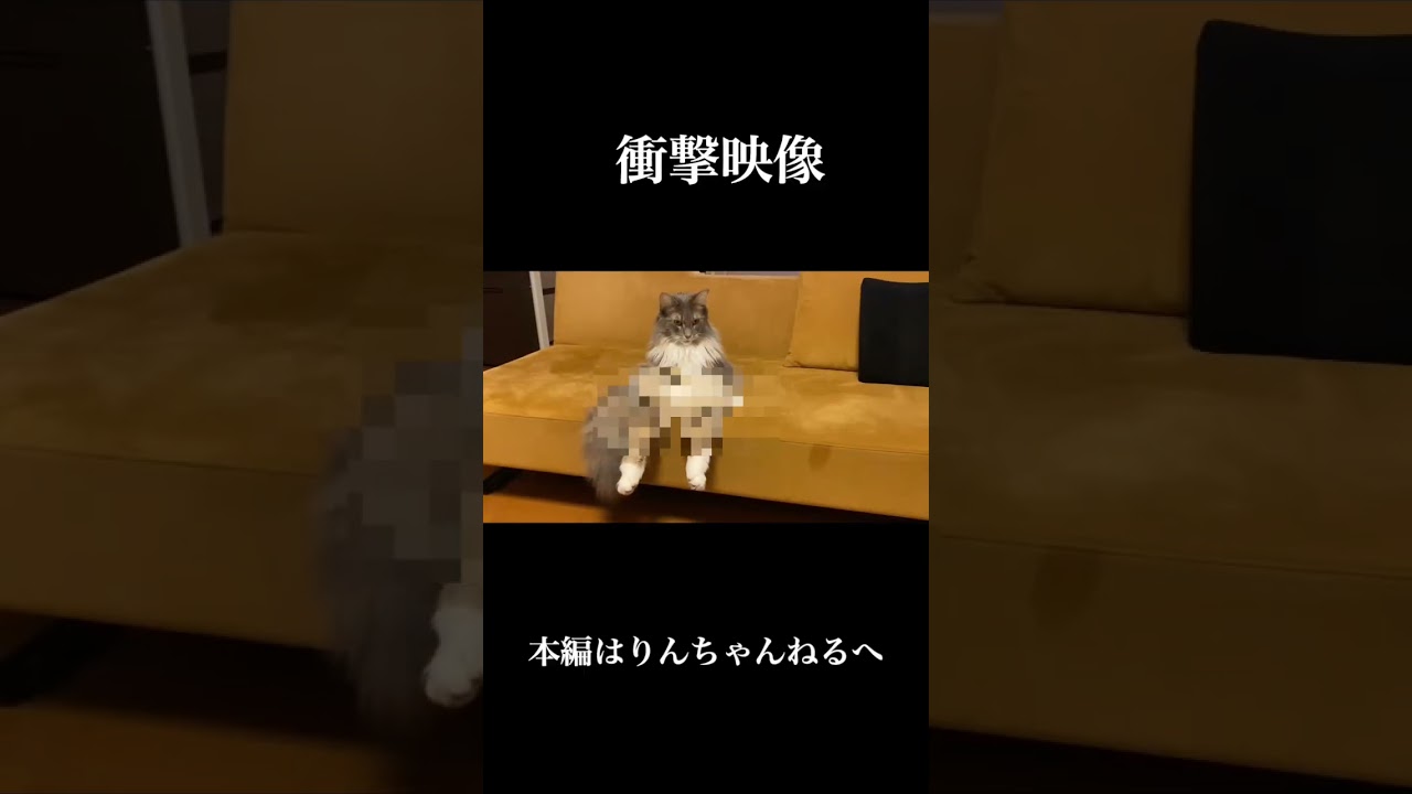 ソファの使い方を完璧に理解しているメインクーンの猫#shorts