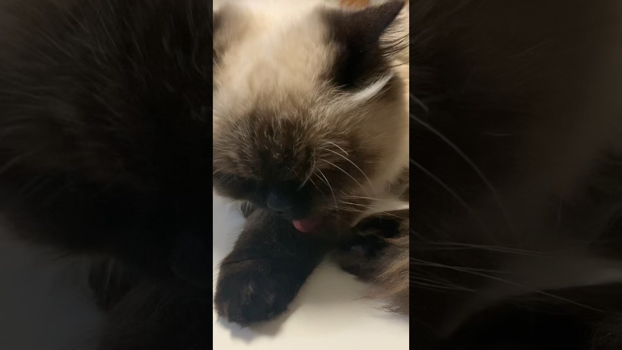 お手入れ中 #猫 #日常 #ヒマラヤン #shorts