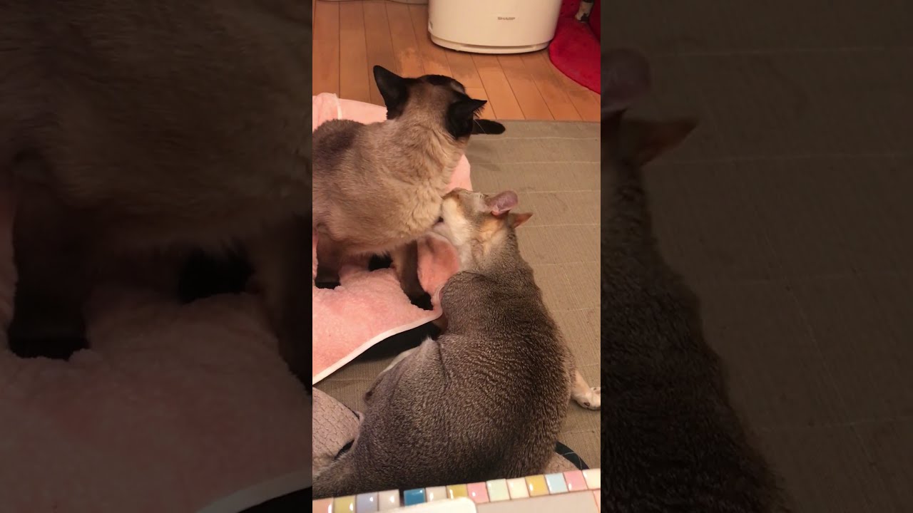 同居猫にきちんとペロペロ返しをするたぬき猫なのにゃ♪
