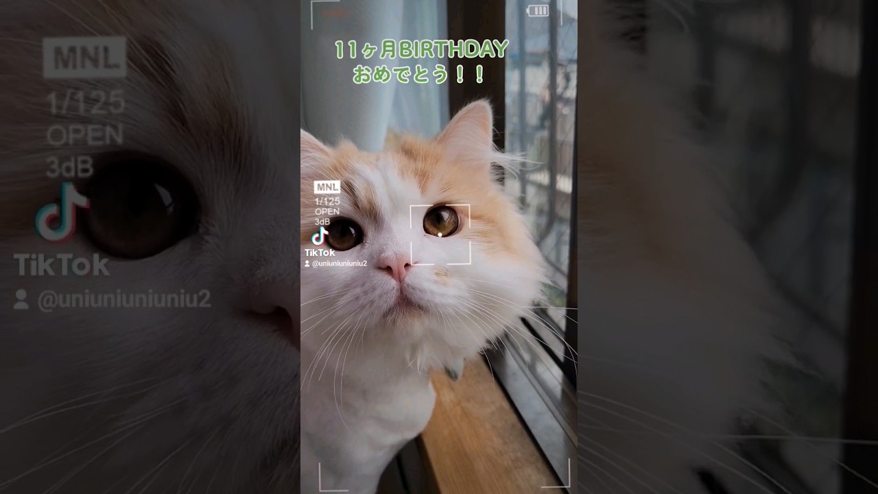 11ヶ月BIRTHDAY！！ #ラガマフィン #猫動画 #子猫 #cat #癒し #サマーカット