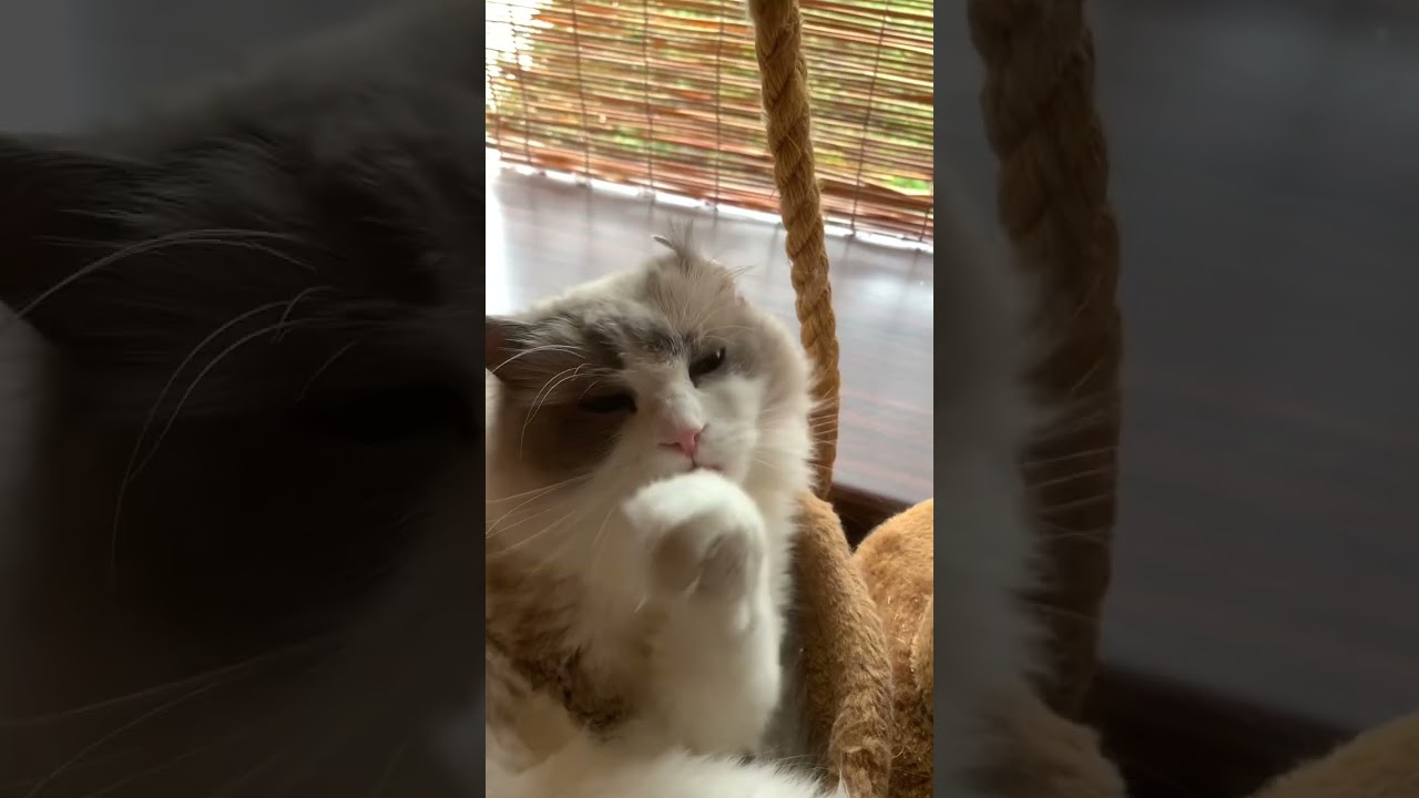 ちゃんと朝は顔を洗って？半分アメリカンカールになってる ラグドール ラグカール？